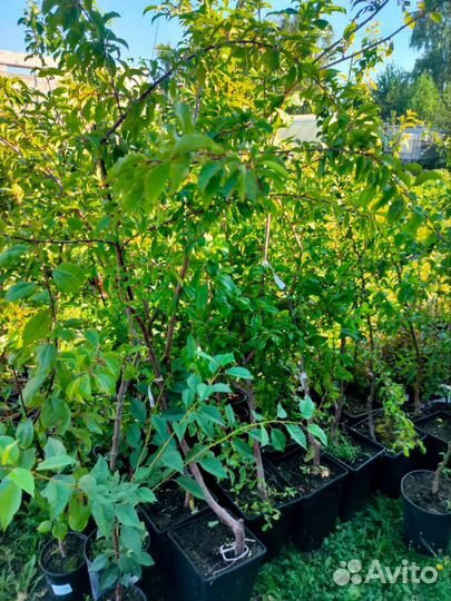 Алыча Царская саженцы