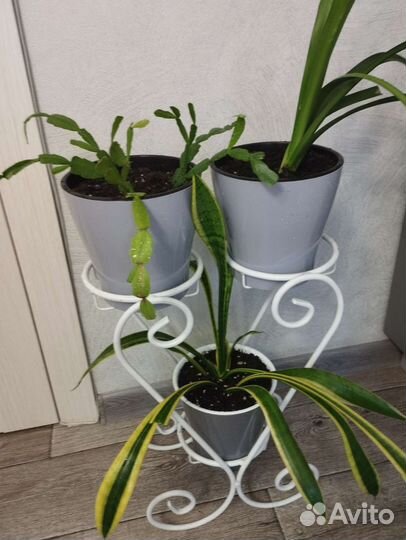 Цветочная композиция