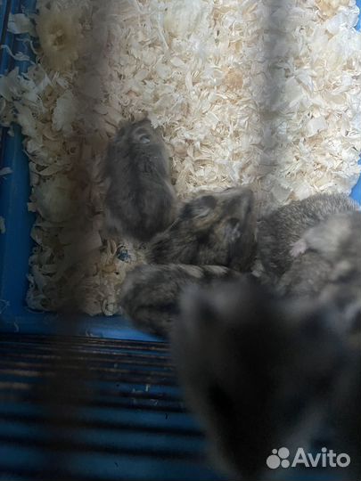 Джунгарский хомяк беспоатно