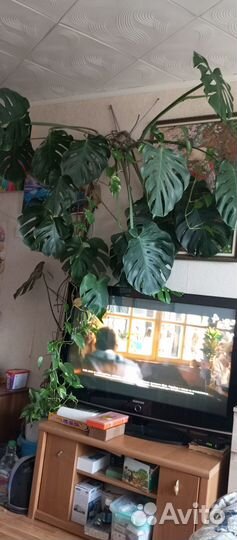 Комнатные растения цветы