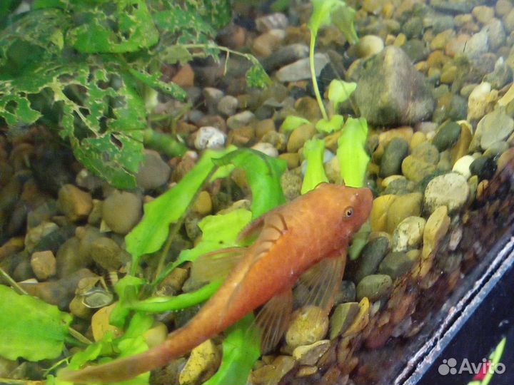 Анциструс супер ред