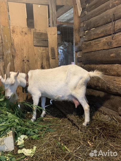 Коза и козочки