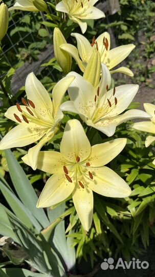 Лилия фисташково-белая