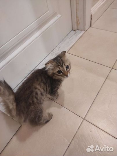 Котëнок в добрые руки