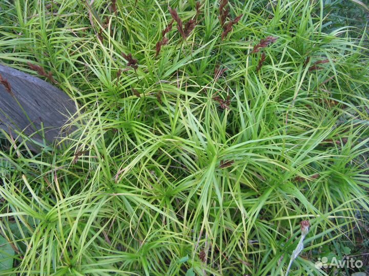 Осоки и злаки, живучки виды, молодило бордо