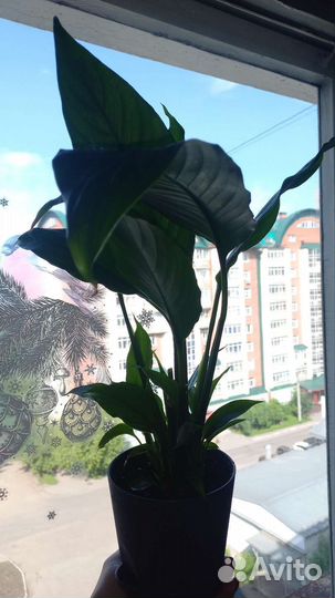 Женское счастье. Спатифиллум