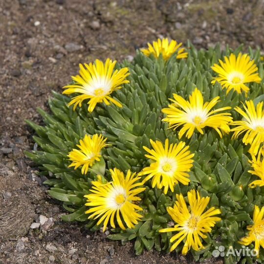 Делосперма