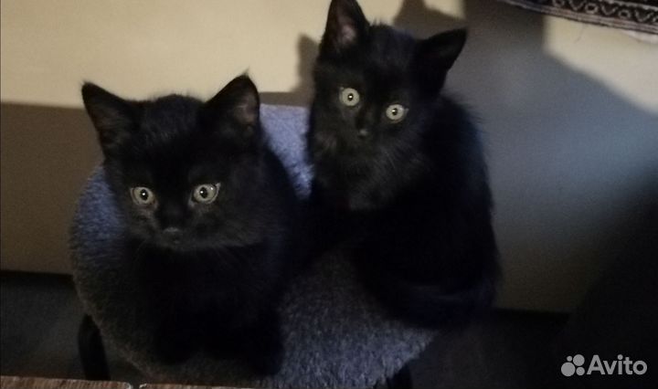 Кошка в дар бесплатно