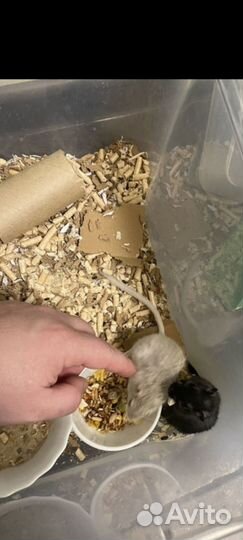 Бесплатно песчанки