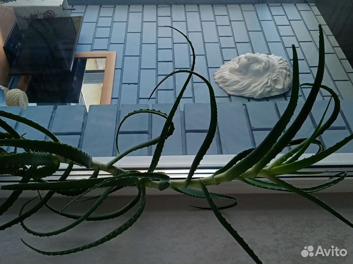 Алоэ столетник