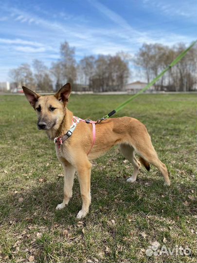 Ушастик Вега очень ждет маму и папу