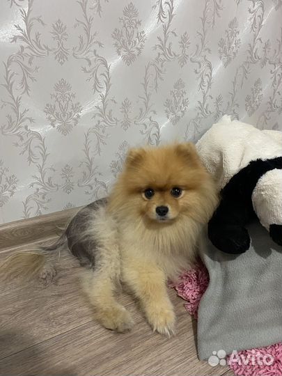 Зооняня, Догситтер, Передержка