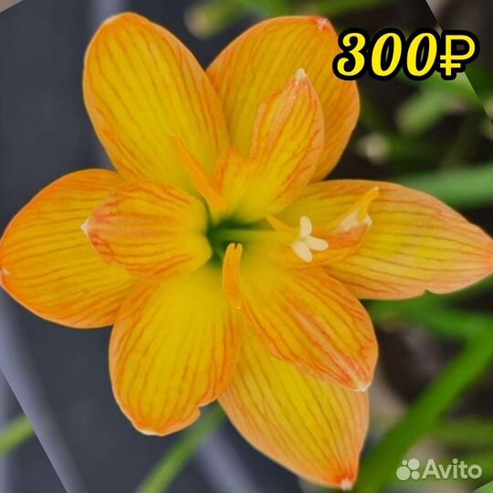 Зефирантес сортовой