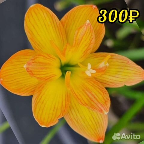 Зефирантес сортовой