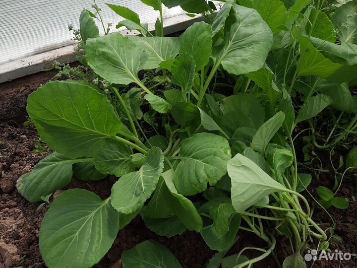 Рассада капуста ранняя