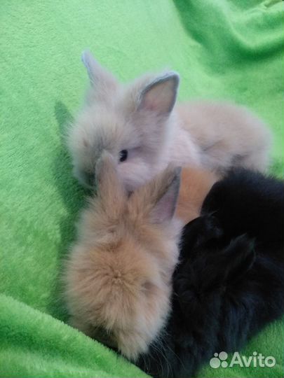 Кролик ангорский карликовый