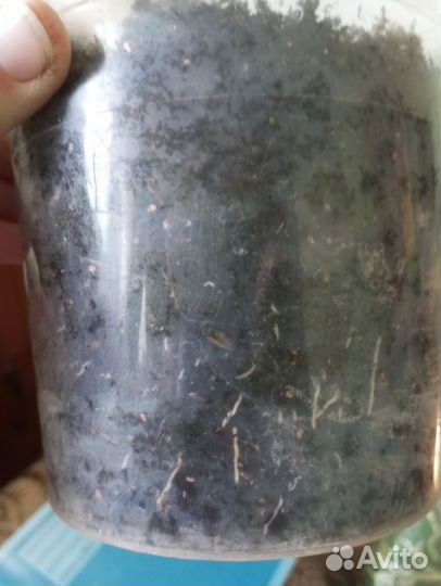 Табернемонтана