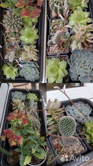 Флорариум суккуленты