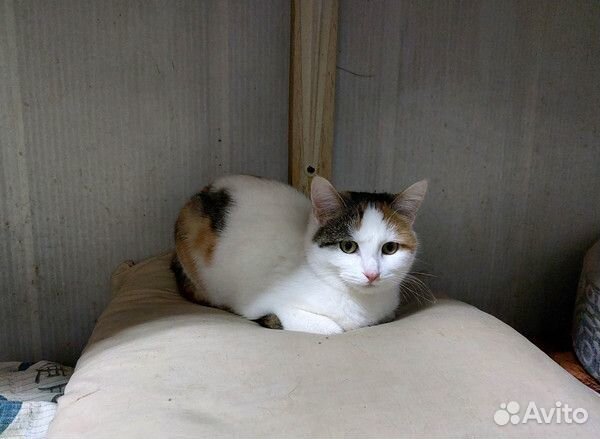 Молодая кошечка Лиза