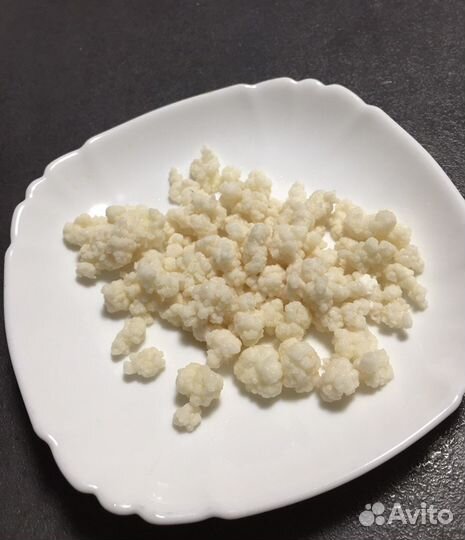 Тибетский молочный гриб