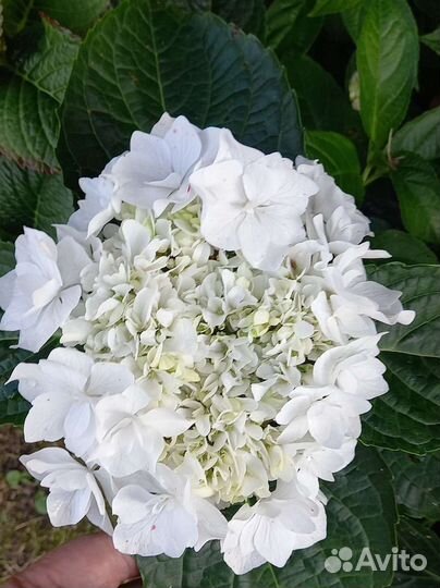 Гортензия