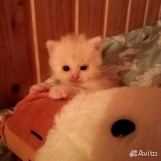 Котики бесплатно