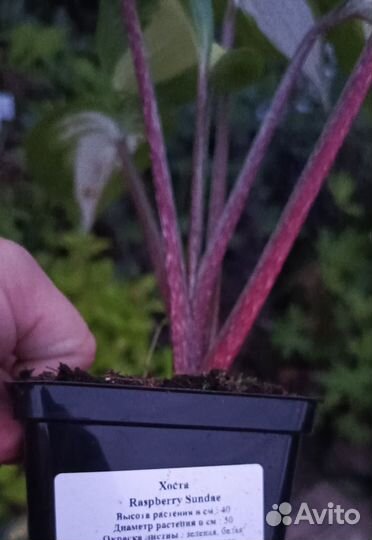 Хосты коллекционные фест блаш, халцион, распбери