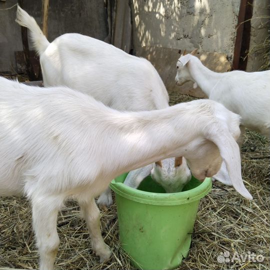 Козочка 3 месяца заанонубийская от молочной линии