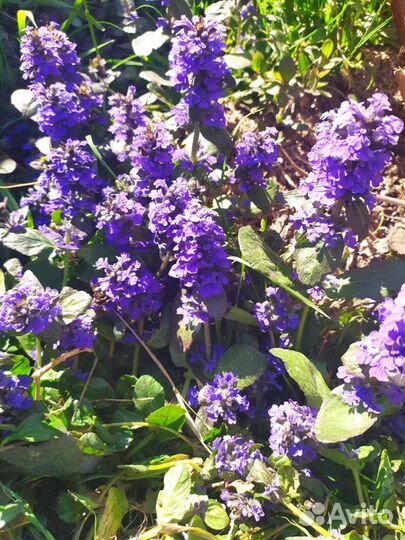 Цветы почвопокровники