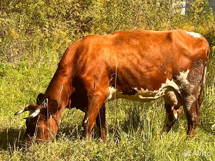 Корова дойная