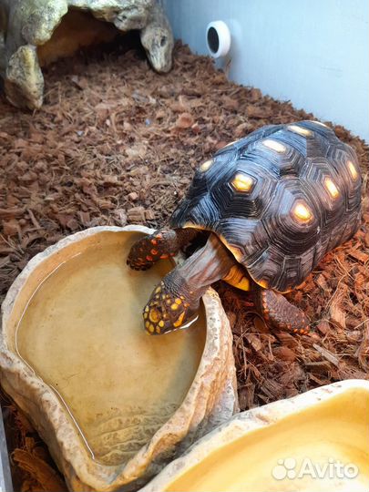 Угольная черепаха