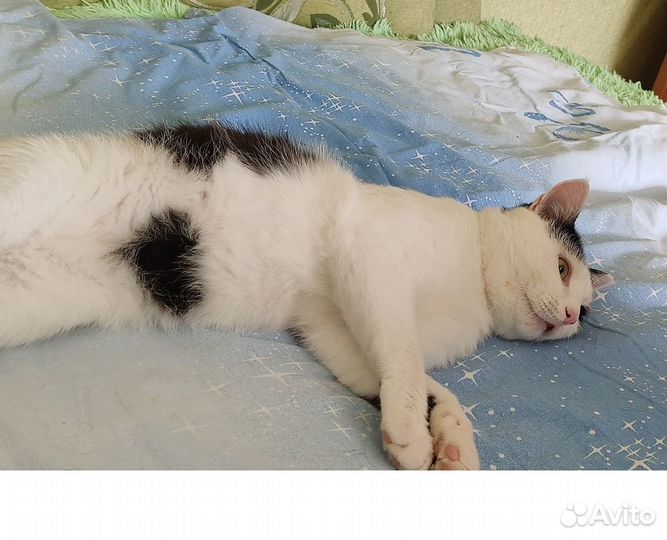 Молодой котик