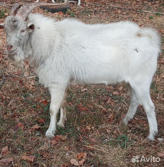 Зааненские козлы