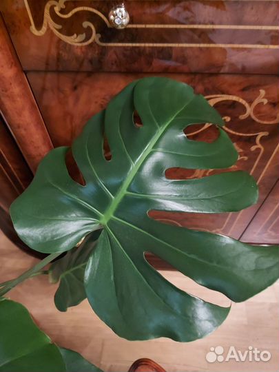 Комнатные цветы Монстера