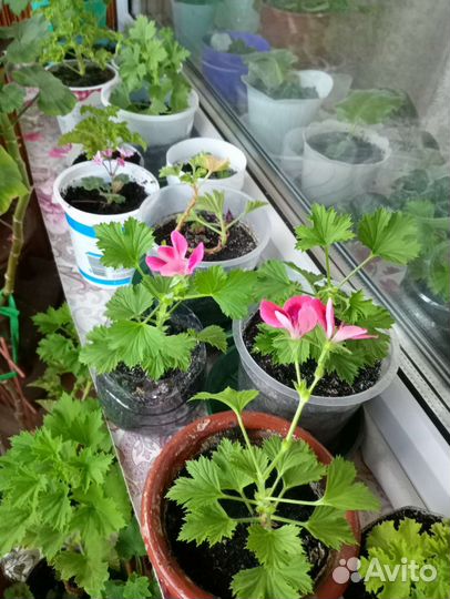 Пеларгония герань