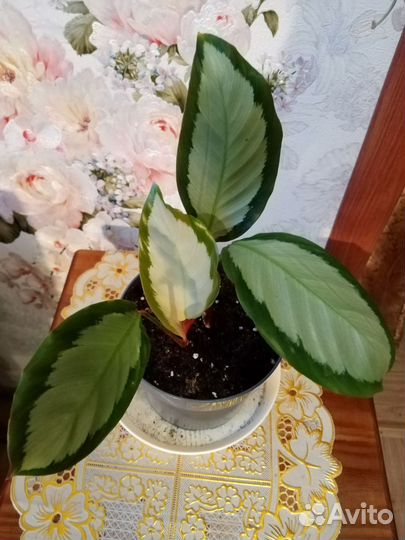 Калатеи