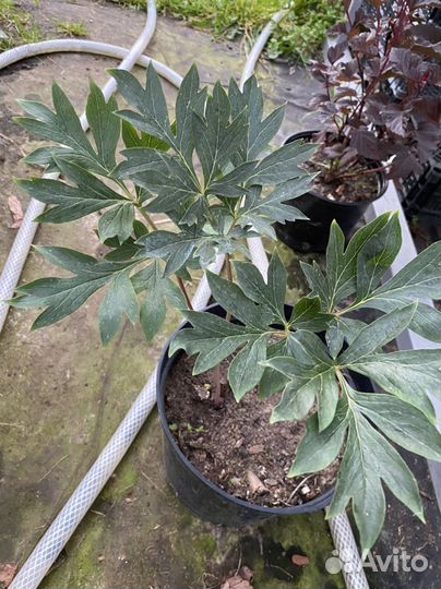 Пион Бартзелла