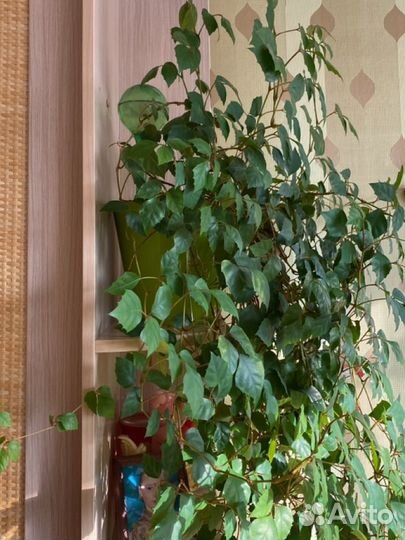 Комнатные растения цветы большие