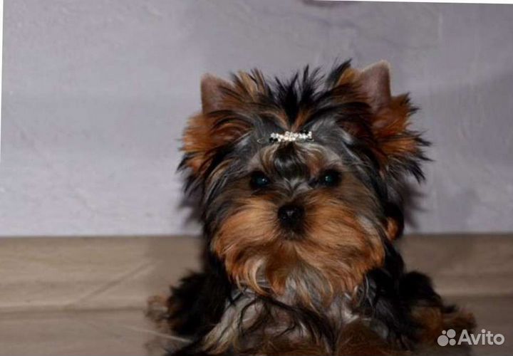 Йоркширский терьер девочка