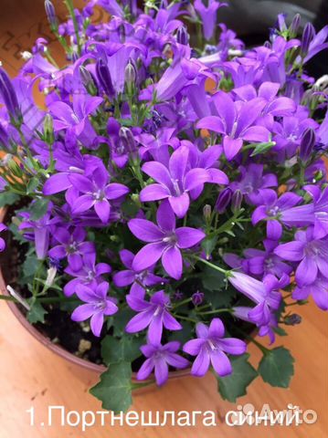 Кампанула. Знаменитые «жених и невеста»