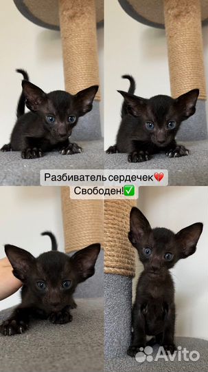 Ориентальные котята