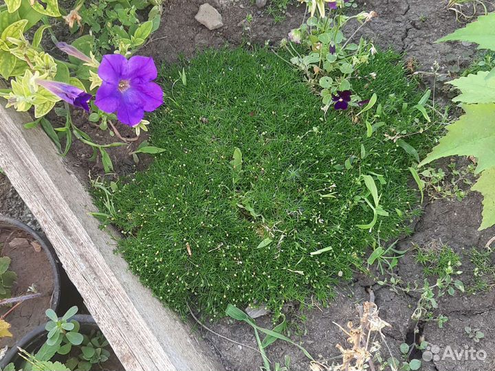 Редкие растения для сада