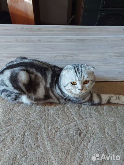 Шотландский кот вязка