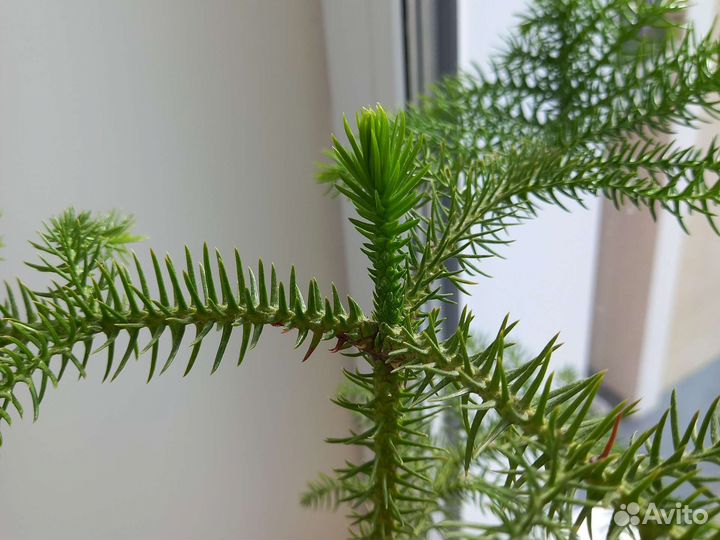 Араукария 60 см