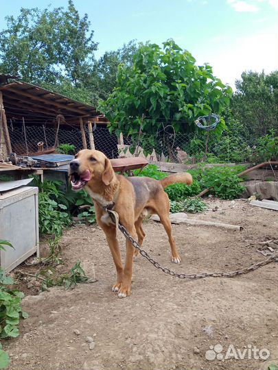 Собака гончая