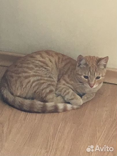 Рыжее солнышко