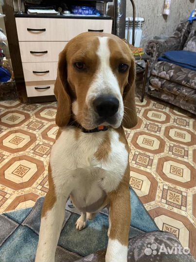 Бигль вязка