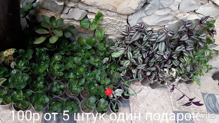 Бальзамин бегония традисканция каланхое