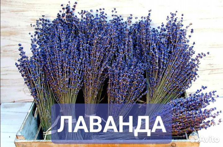 Лаванда сухоцвет