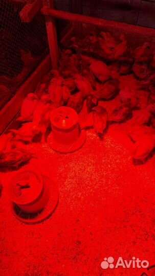 Цыплята ломан браун